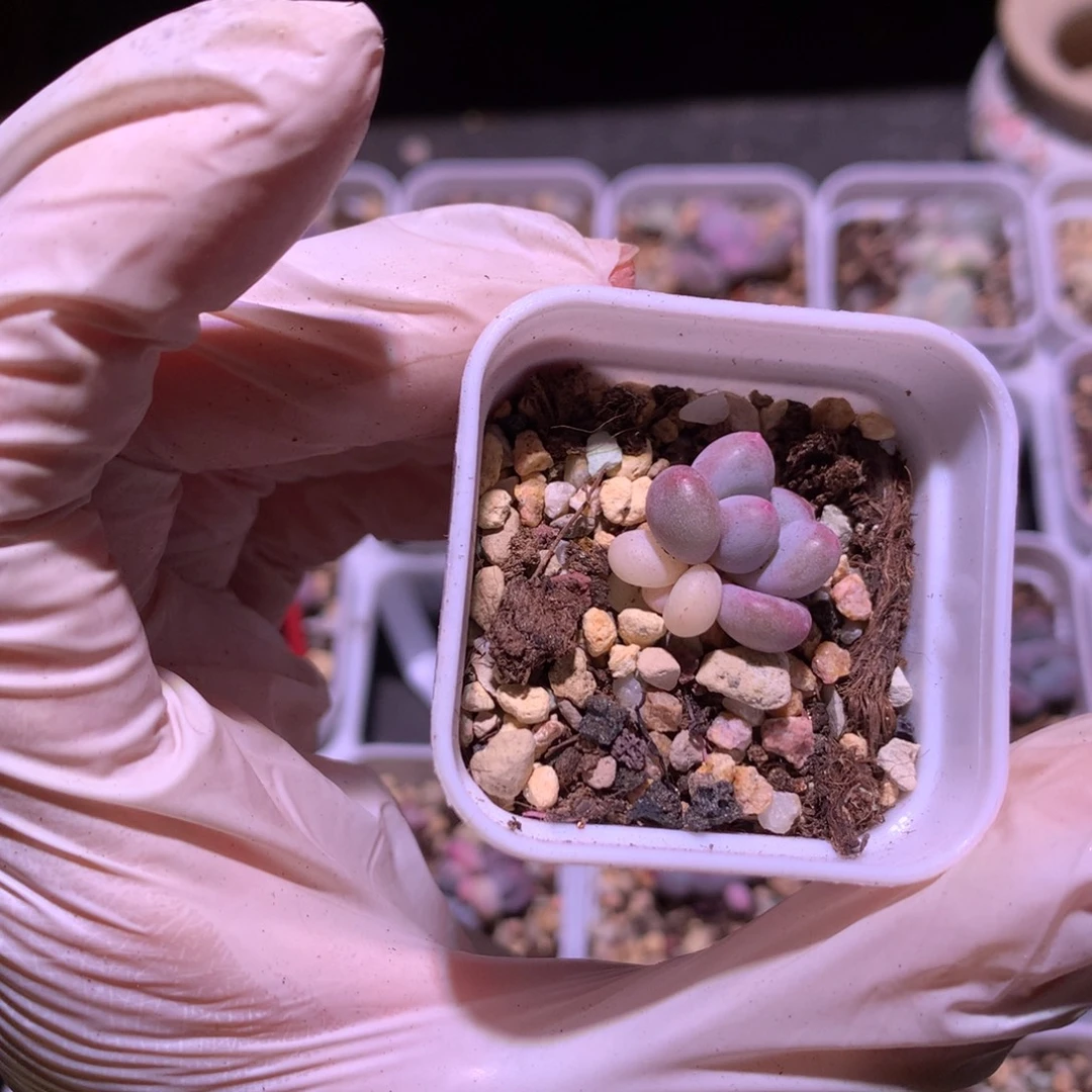 奶酪锦，奶酪锦特价