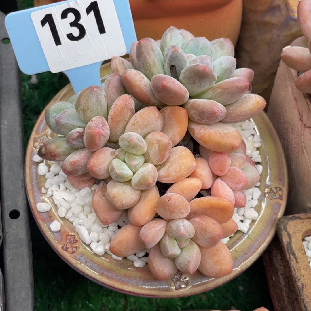 多肉植物盆栽多肉