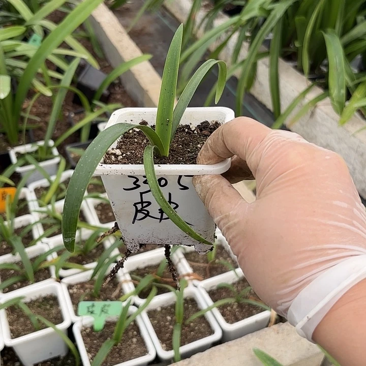 ?****?皮皮1.5左右带盆3305