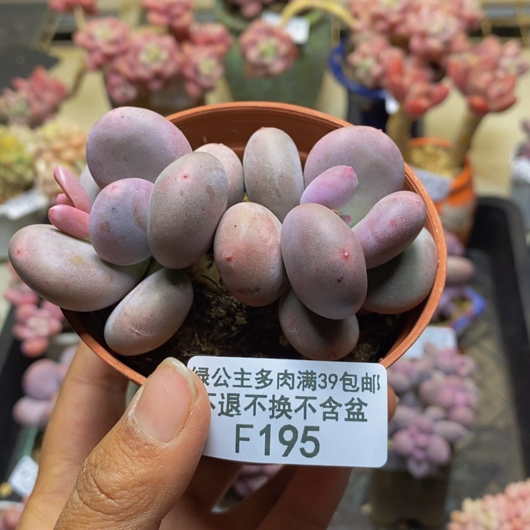 195大叶奶多肉7c m