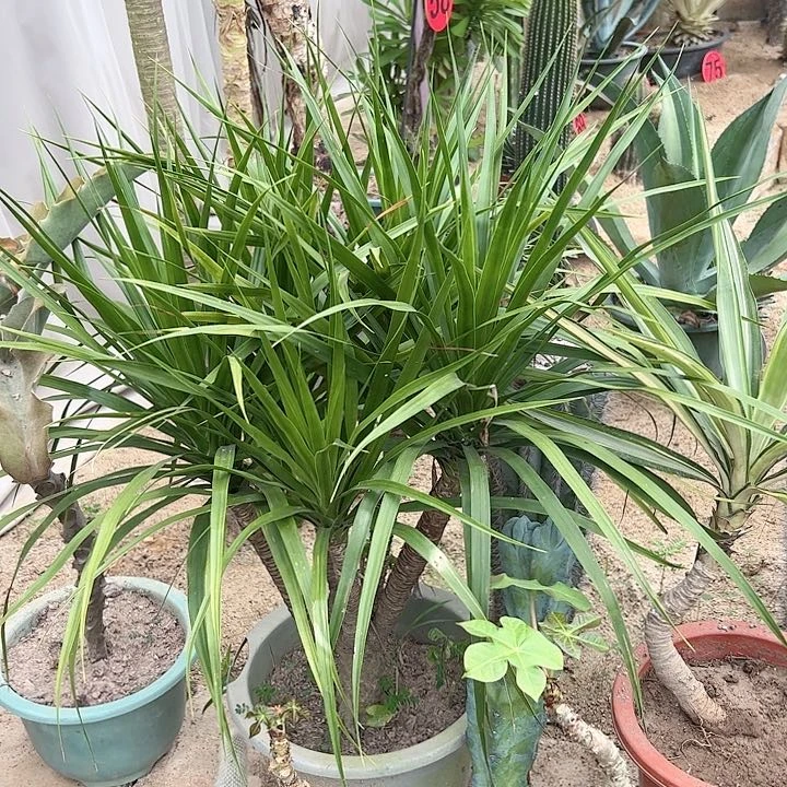 【闪购商品】慢**走龙血树，送一个龙神木枝条