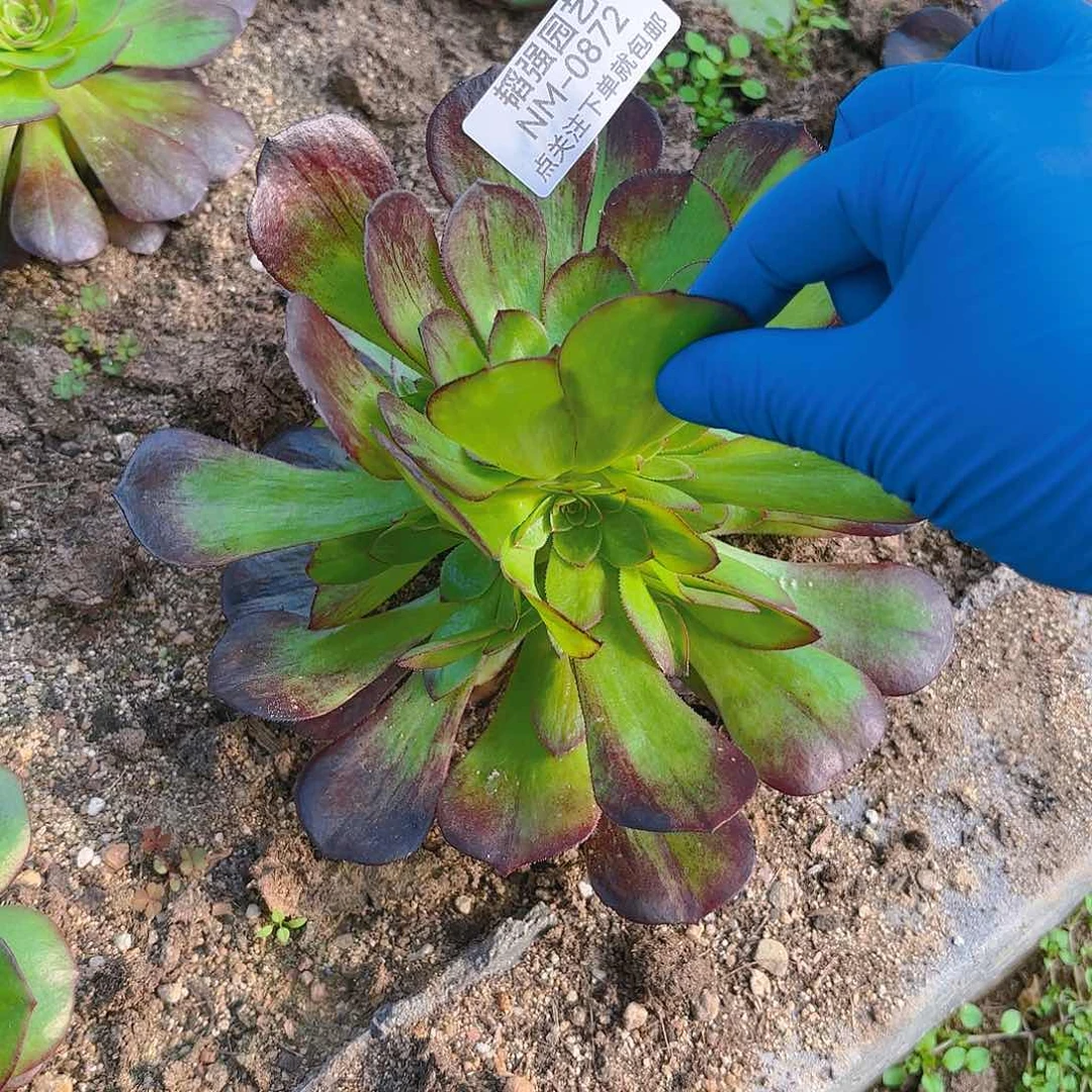 万圣节拉丝多肉植物六号872