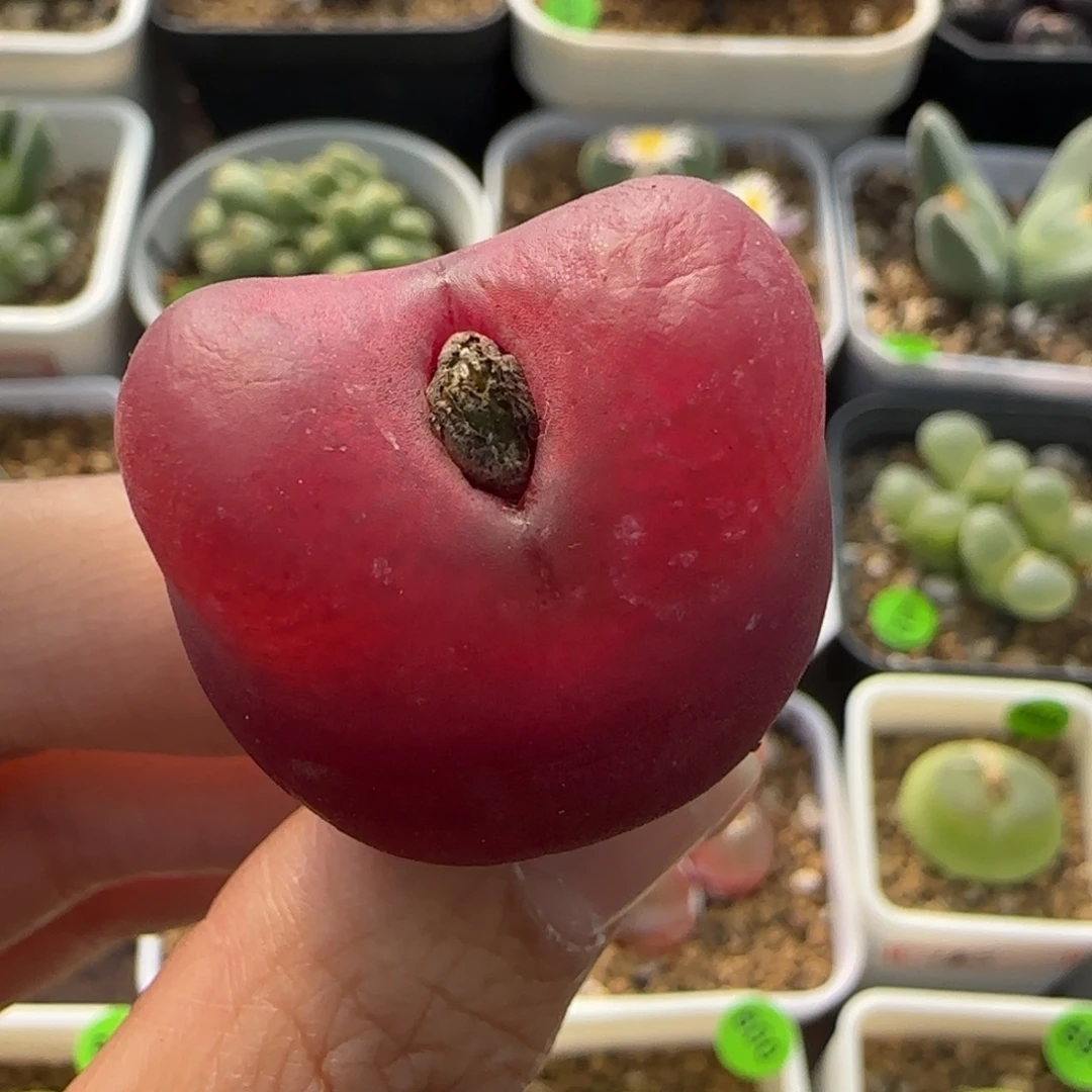 漂亮2.8（多肉植物152