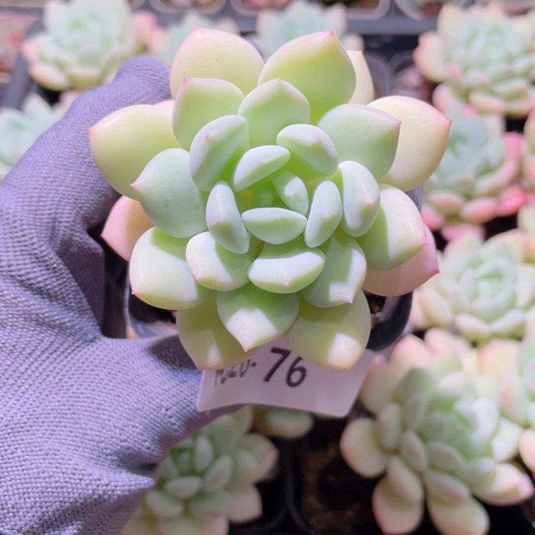 花利美26-76玉兔