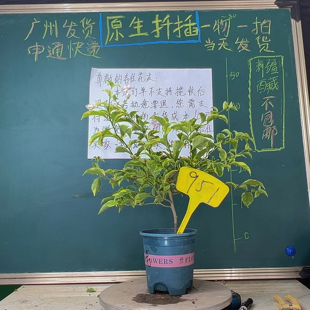当前无花栽培后可以开花金边浅紫951