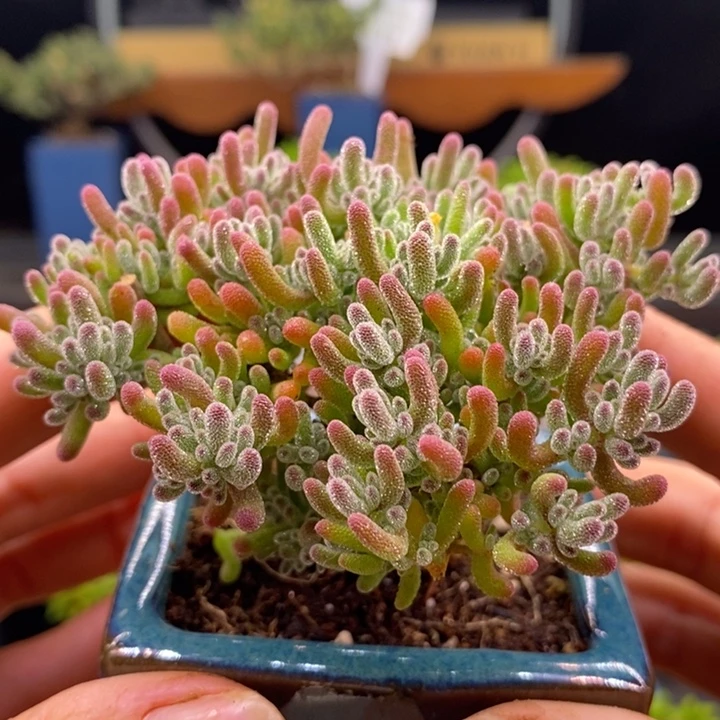 无花朵71冰晶。