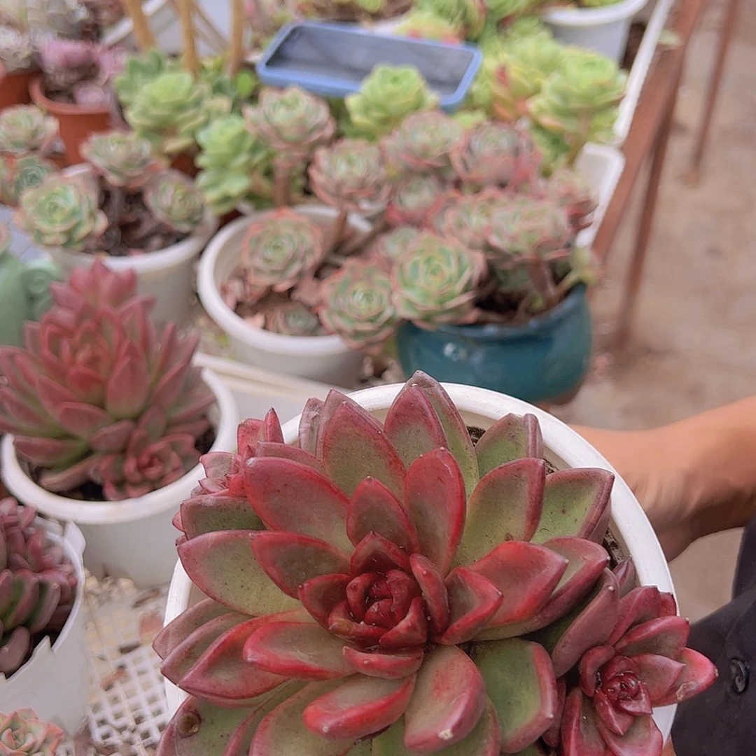 丰沛玫瑰 多肉植物