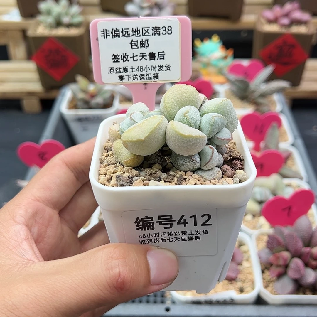 丢*妈412硬叶白蛋水泡多肉