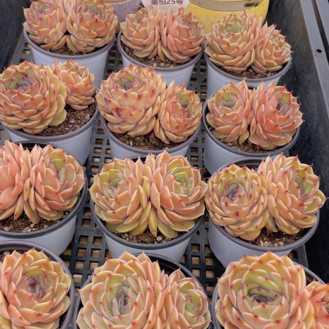 量拍25号 糖心昂斯诺大双头一个