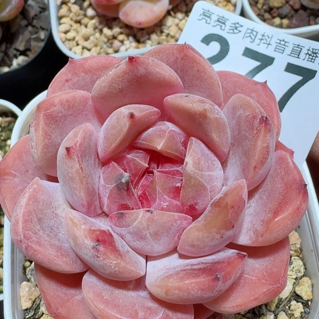 草莓啵啵         精品多肉