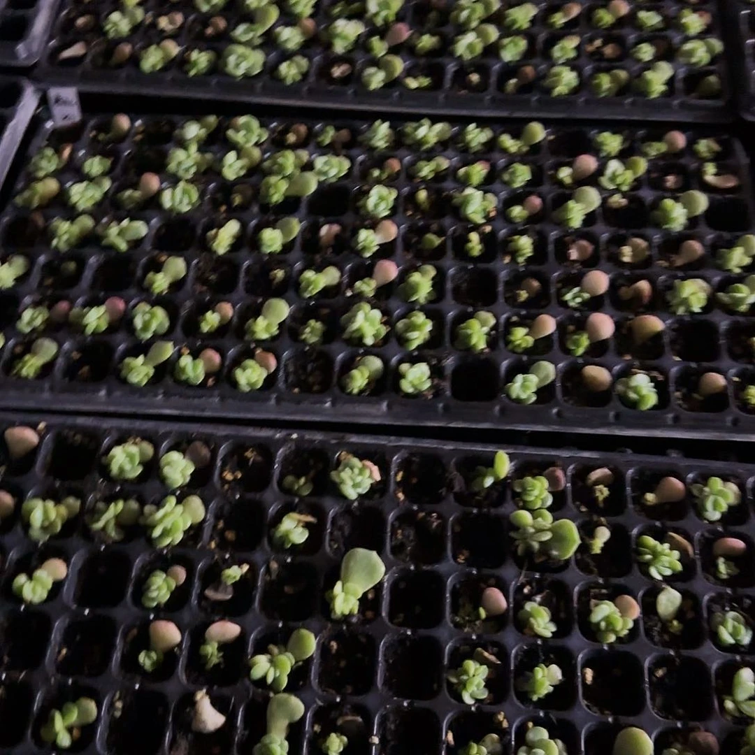 谪仙中苗一个满25包邮