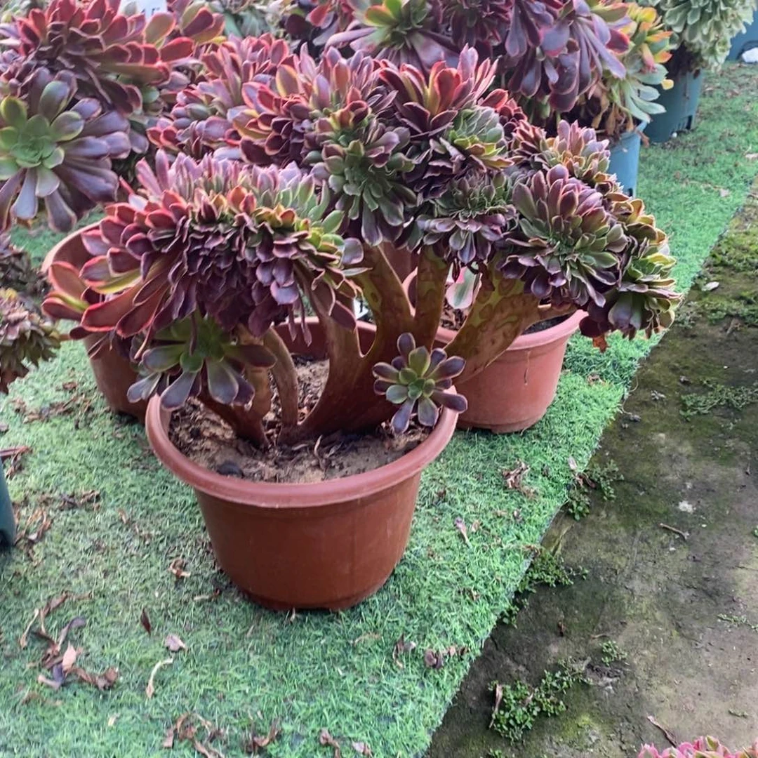 欧嘉莉缀化1716号多肉