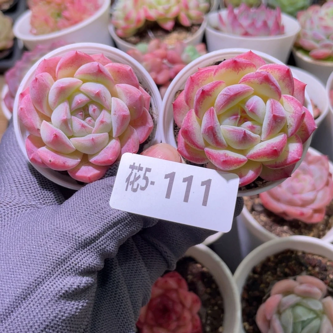 花利美 5-111白桃汽水2颗