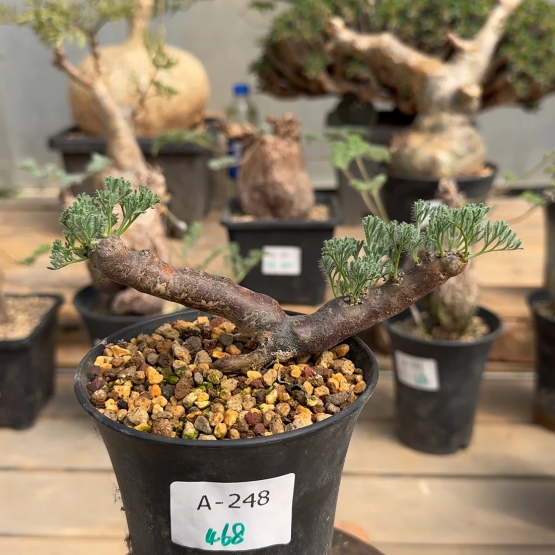 248粉花黑皮月界块根植物