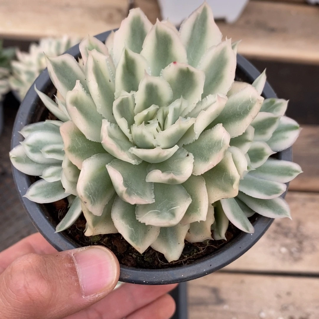 紫蝴蝶锦多肉植物6821