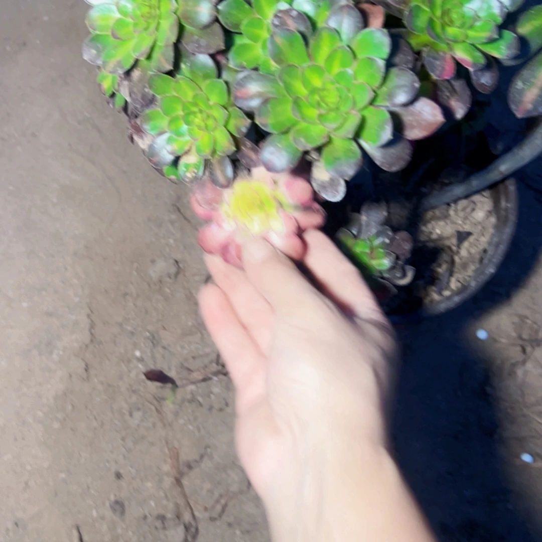 爱马仕中斑多肉植物2672