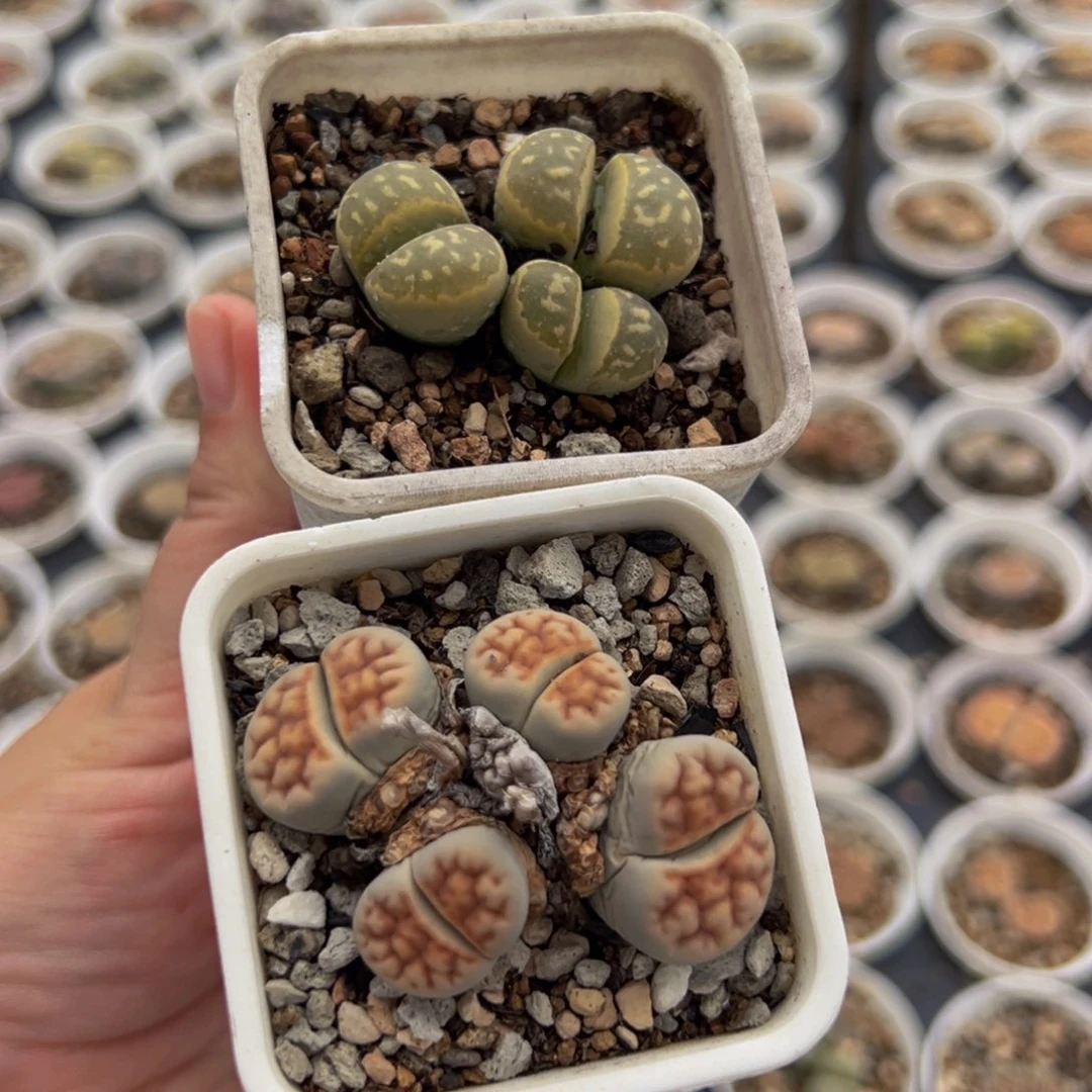 456多肉植物种类和