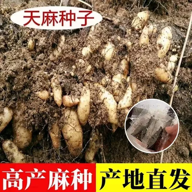 【zs】天麻种子 好种植四季种植盆栽阳台