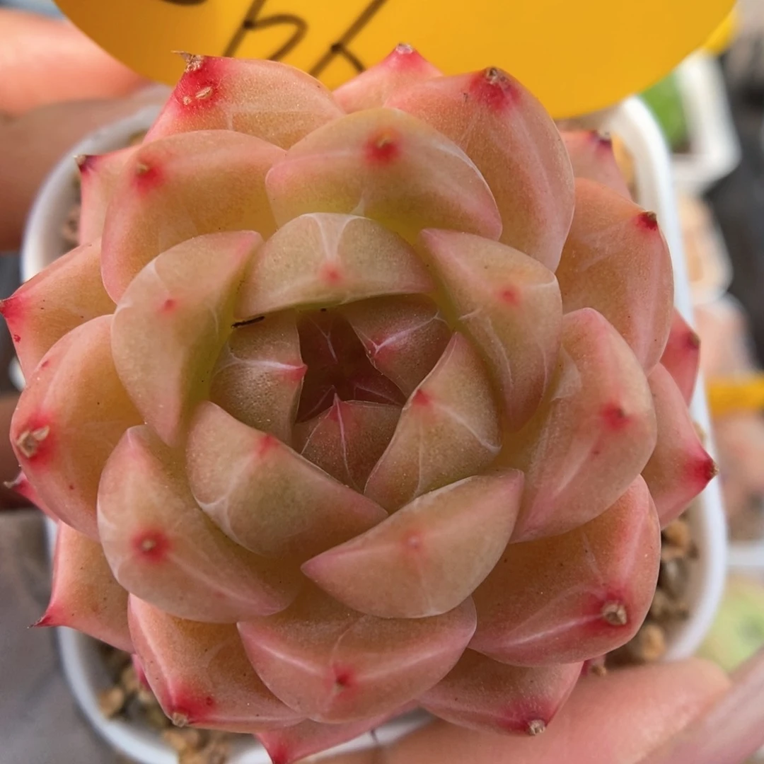 暗纹珍妮866号。