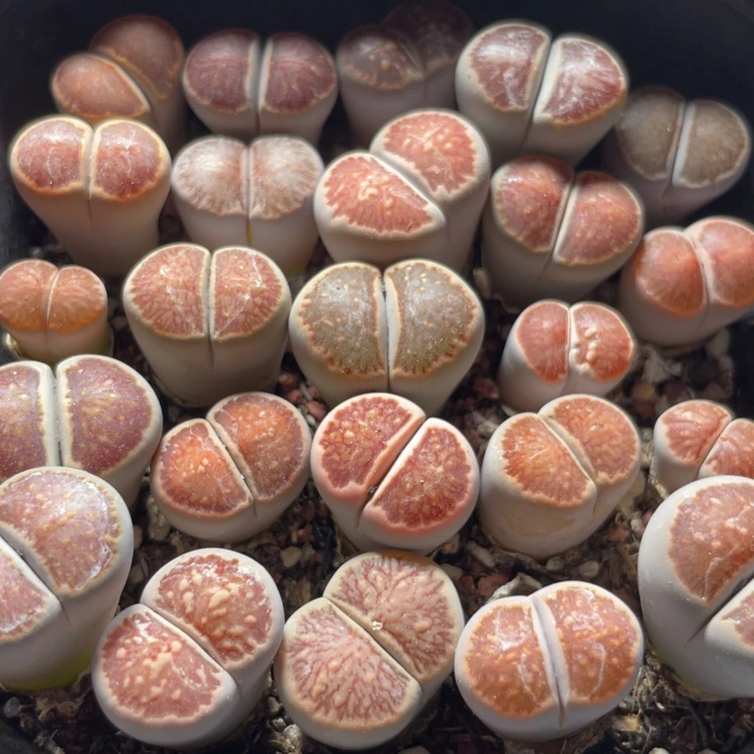 今晚大盆特价更新～19