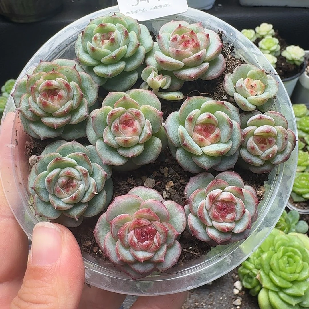 紫***x一物一拍一组904-344