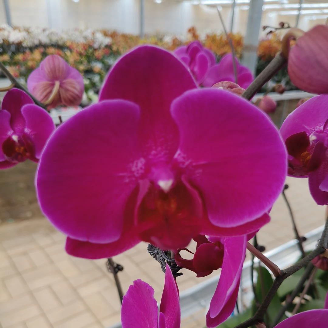 斯泰伦博斯  微瑕蝴蝶兰基地直发