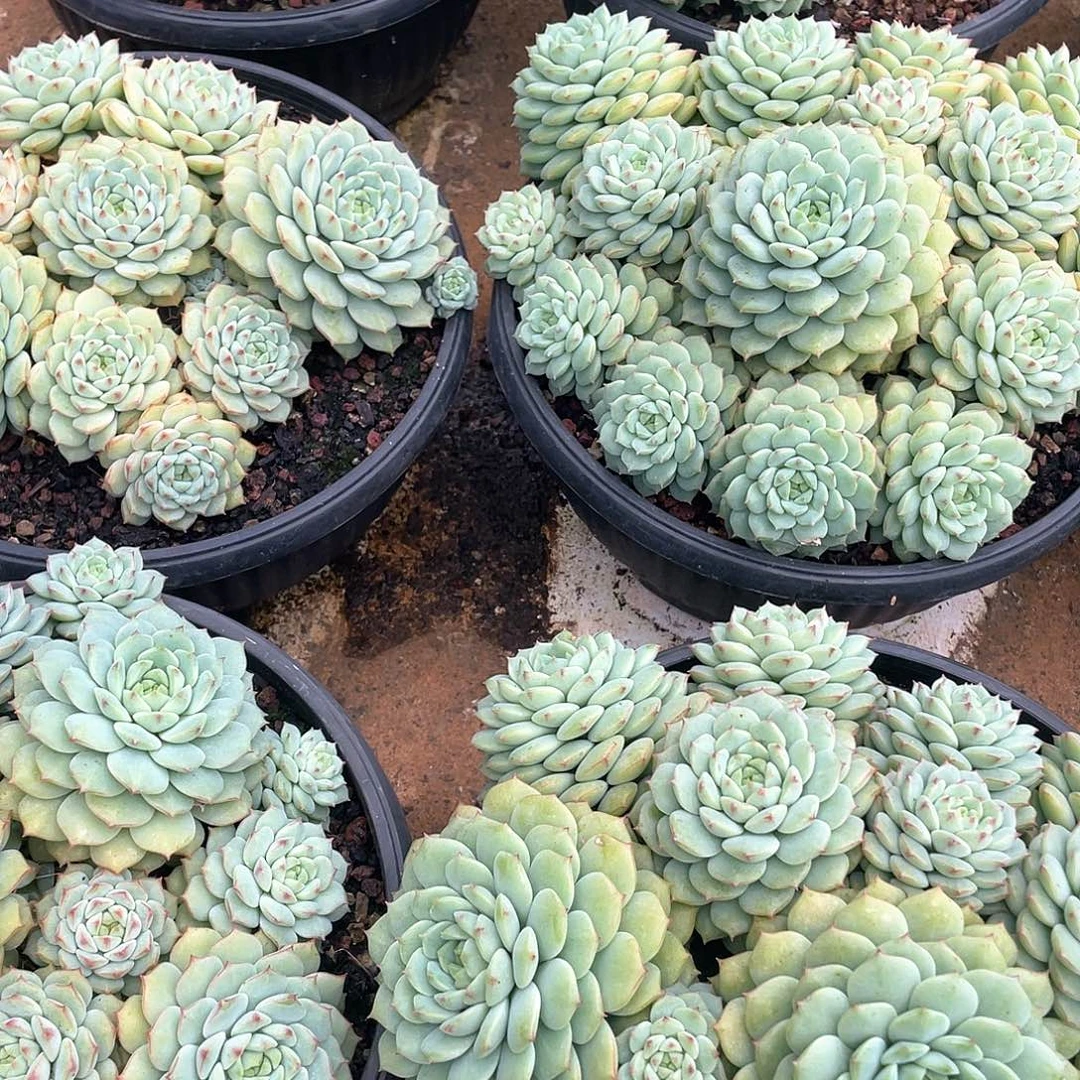 熊猫脸大型手捧花23厘米可挑
