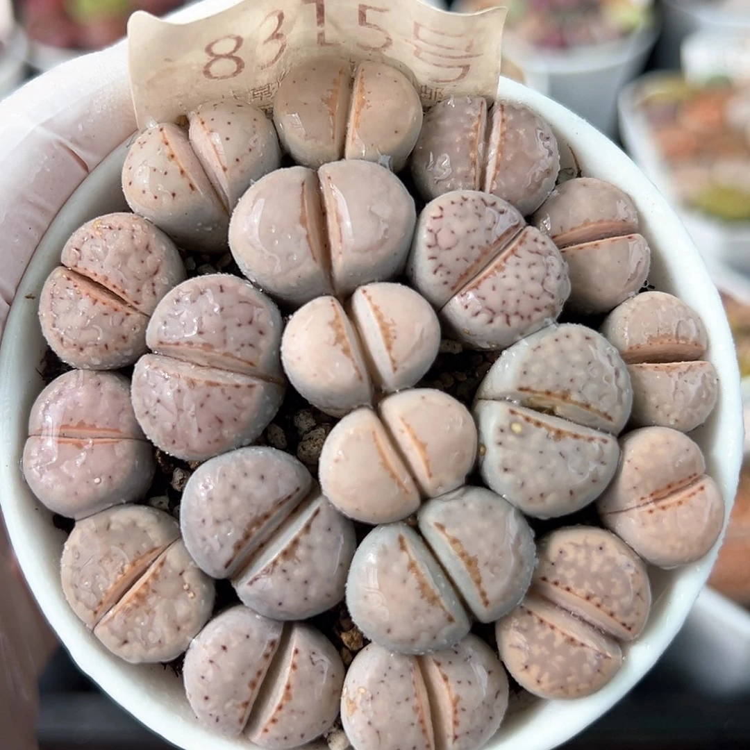 好养易活生石花大母本8315个别腿长特价