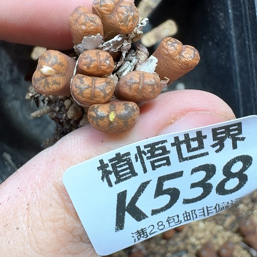 多肉植物的润泽发的