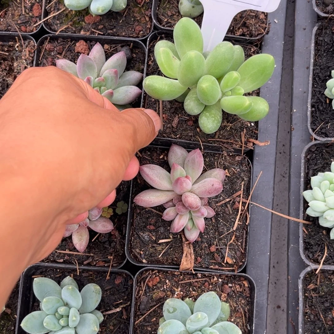 美人系多肉植物620