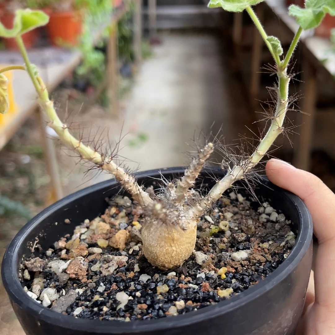 潮流植物 大漏 潮流植物
