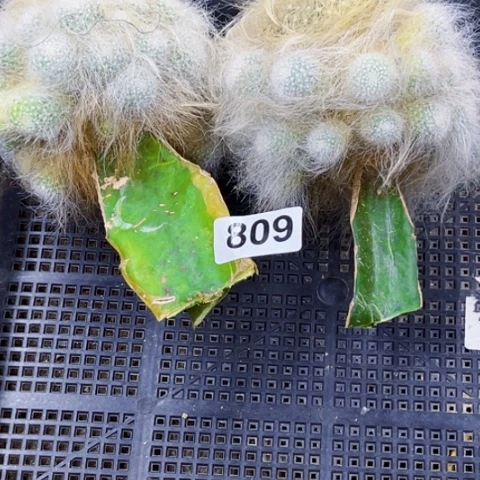 809雪缘玉翁一物一图如图