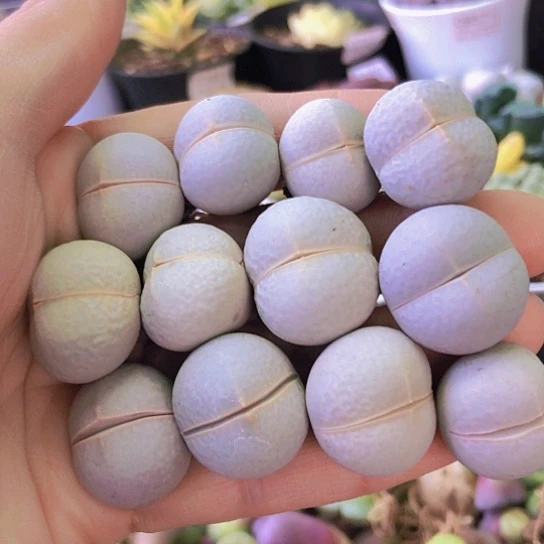 无花朵1268，1.7-2厘米