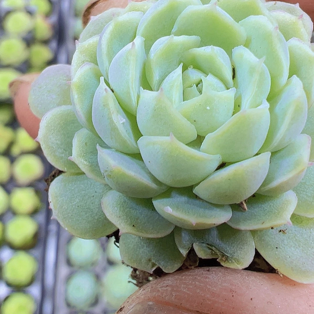 羊脂球5个19包邮多肉