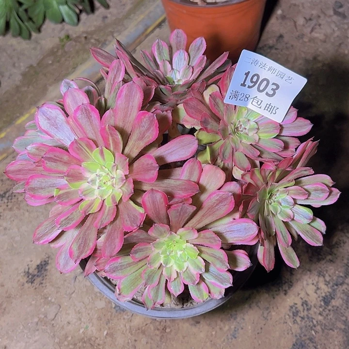 1903花脸粉黛多肉植物