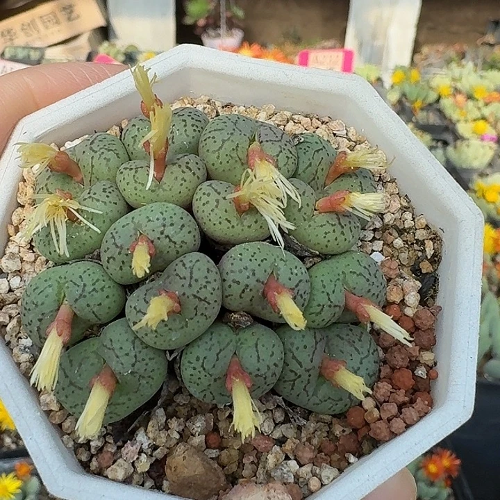 密密麻麻密密麻麻518