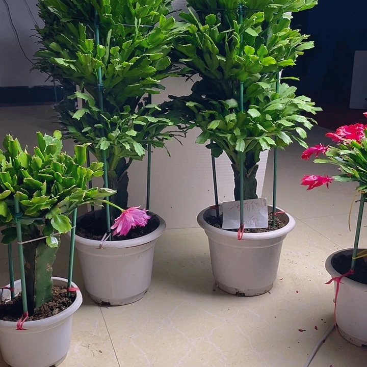 完全开放麒麟室内花卉