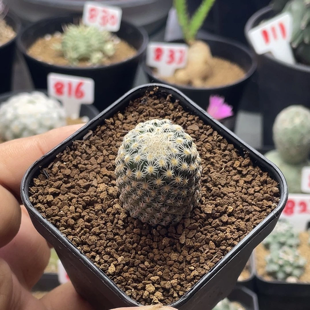 银牡丹 带盆土包邮 刚出根