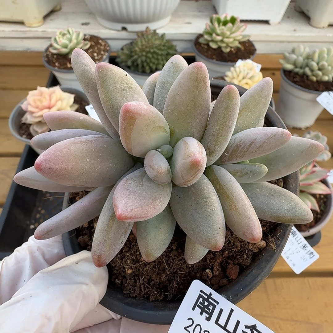 企鹅11111111220-23