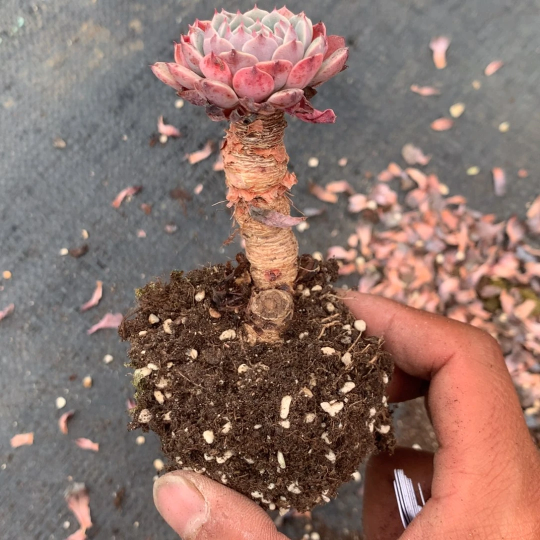 我们的产品也越来越难做到品质