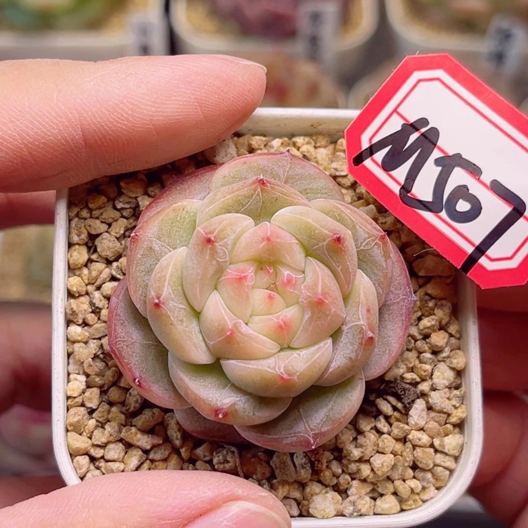 M507一物一拍 若梦珍妮