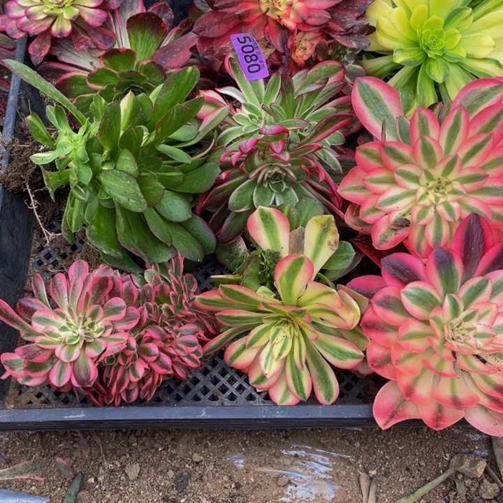 5080组合福利套餐