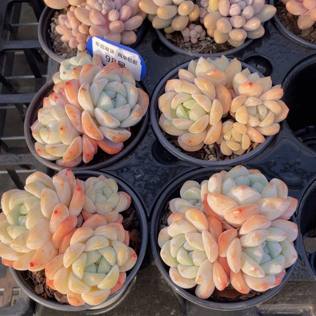 98号奶油大白兔母本三头起一个