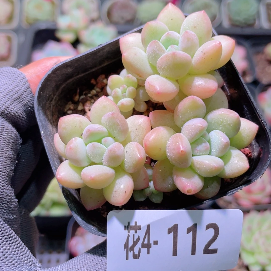花利美4-112泡泡糖