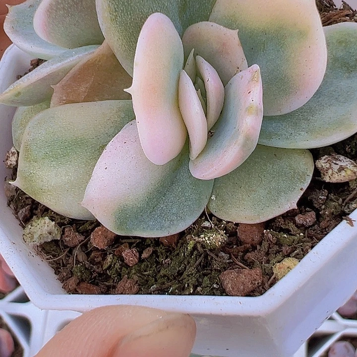 蓝色惊喜锦19包邮