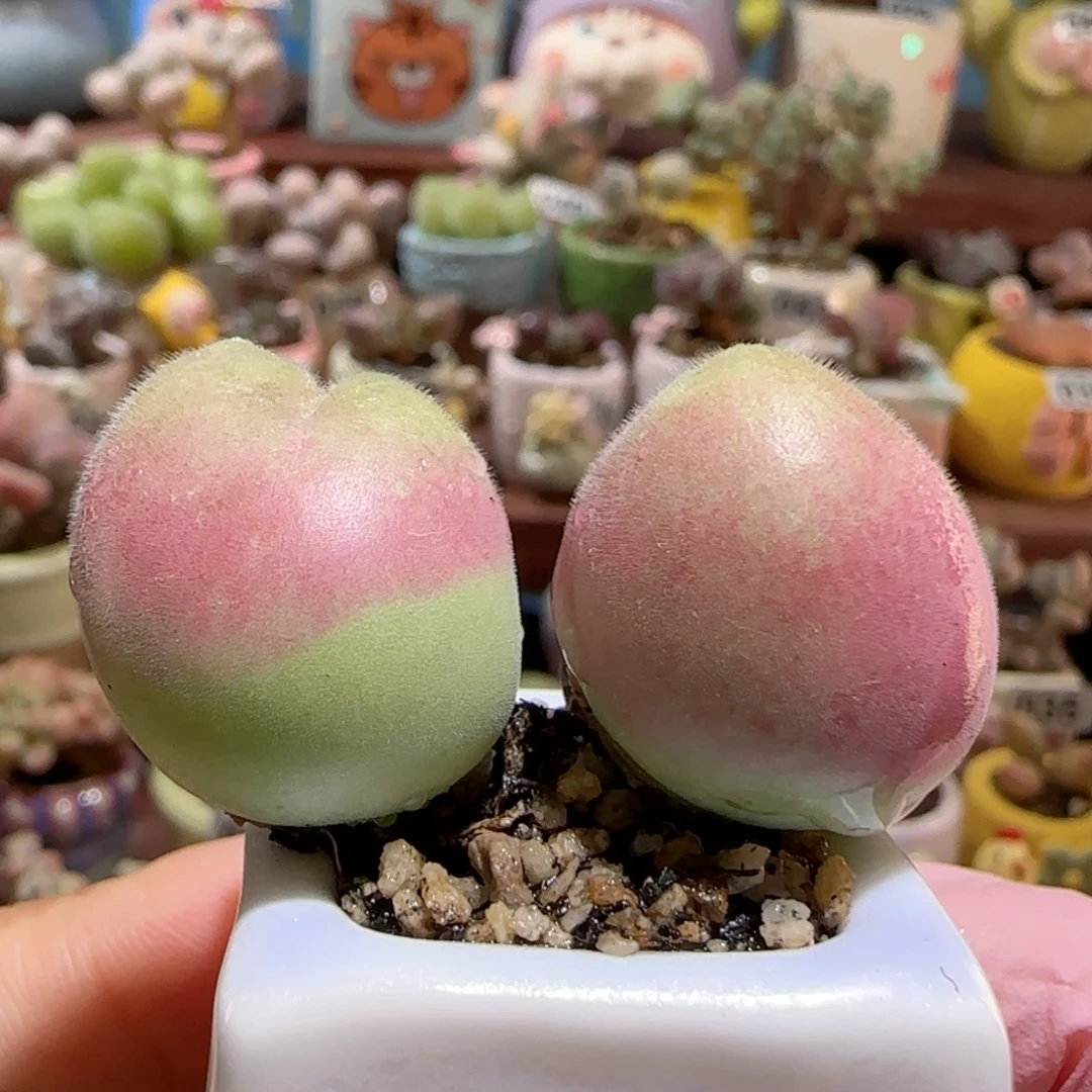 T超肥毛翠滴盆口2.5cm