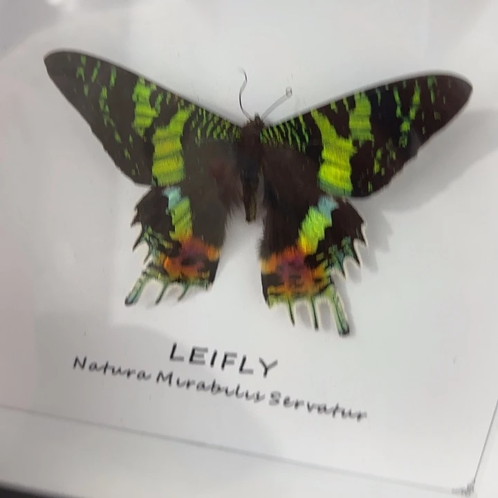 蝴蝶标本定制版13