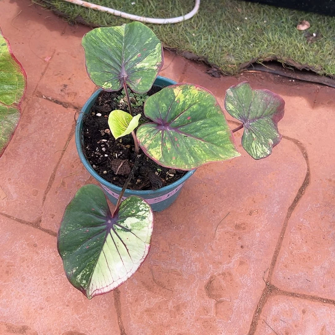 桃***主无花朵泰彩变异魔养定30