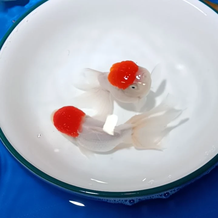 【闪购商品】海水王*，