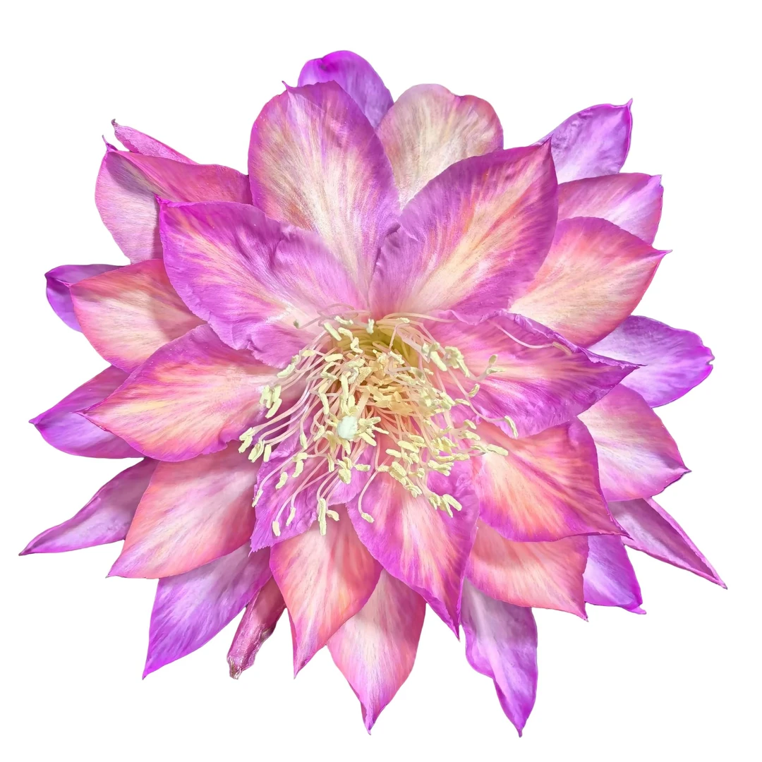 令箭荷花5苗基地直发好养护易种植下单随机送一苗